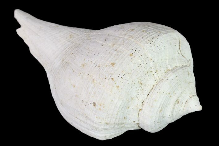 Pleistocene Gastropod (Sinistrofulgur) Fossil - Florida #148570